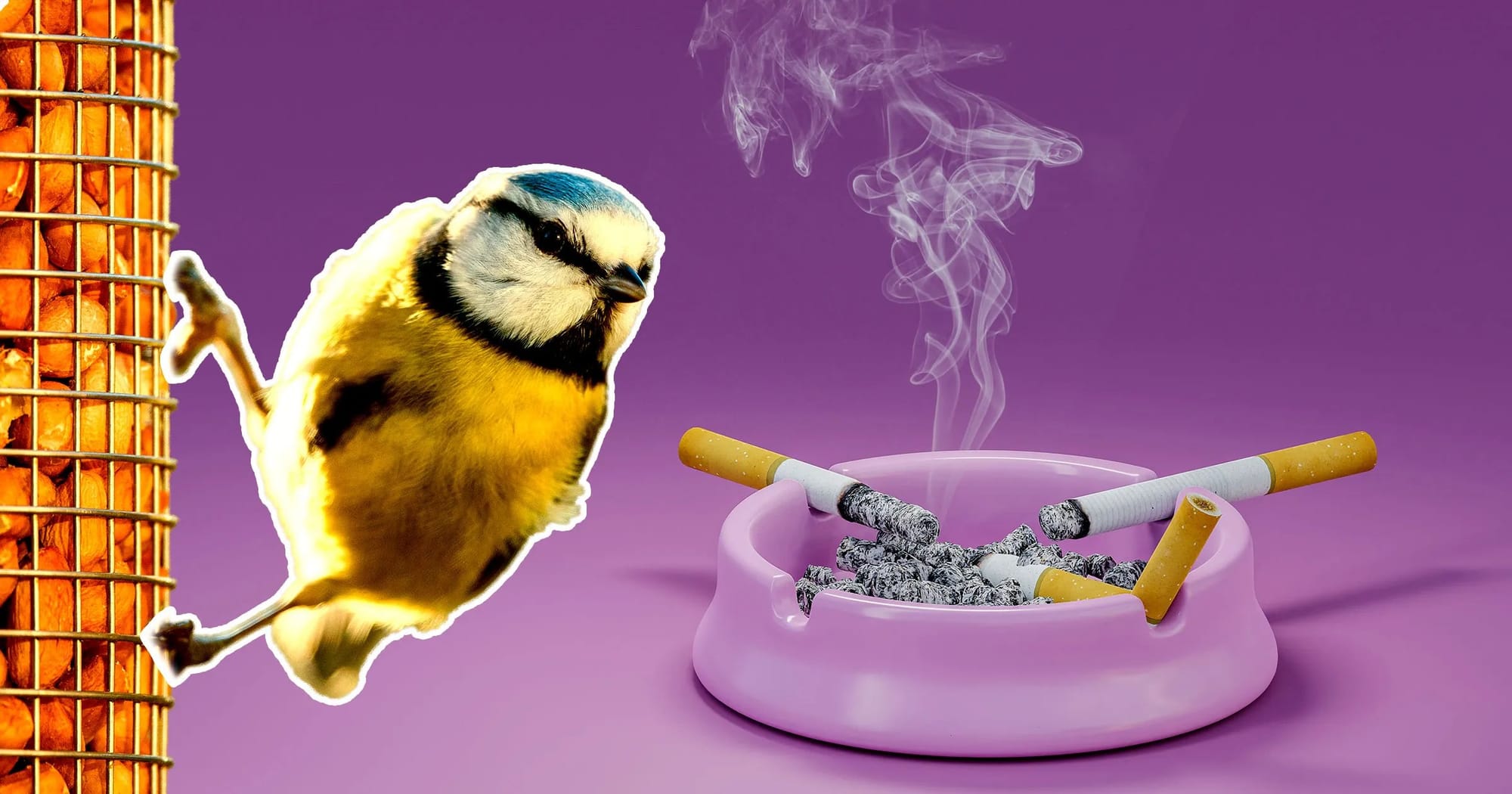 研究发现鸟类收集烟头筑巢：利用香烟毒素驱除寄生虫并改善雏鸟健康