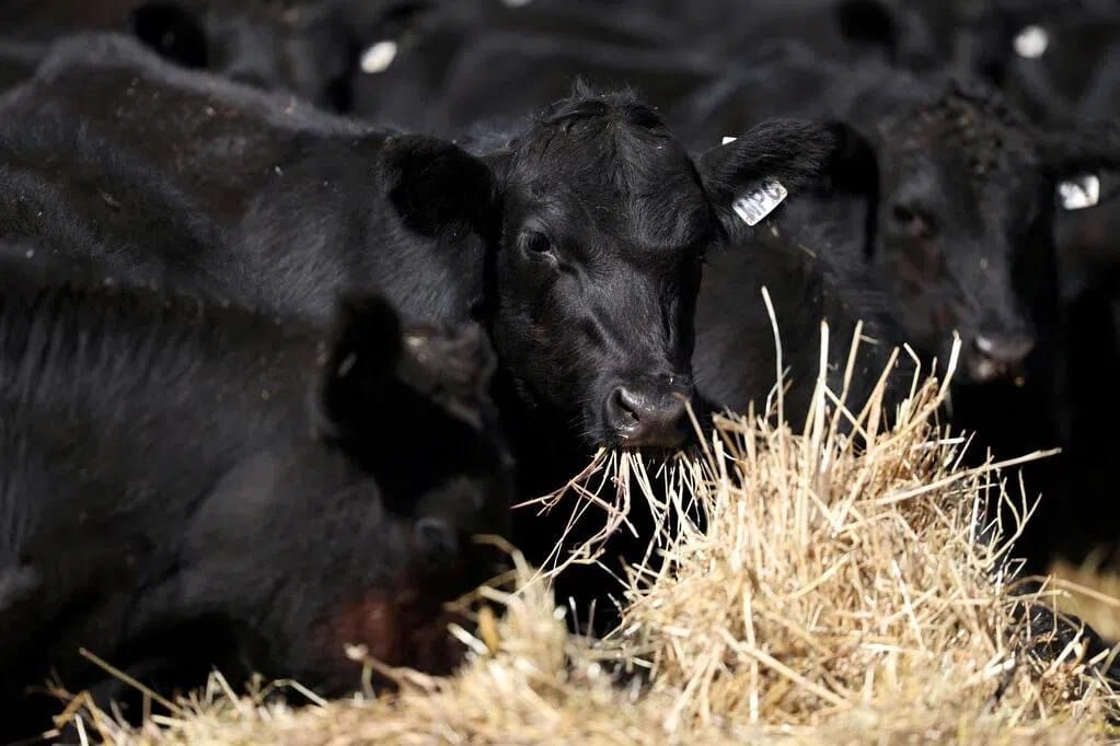 中国 6 月 20 日起对澳洲牛肉加征 55% 关税