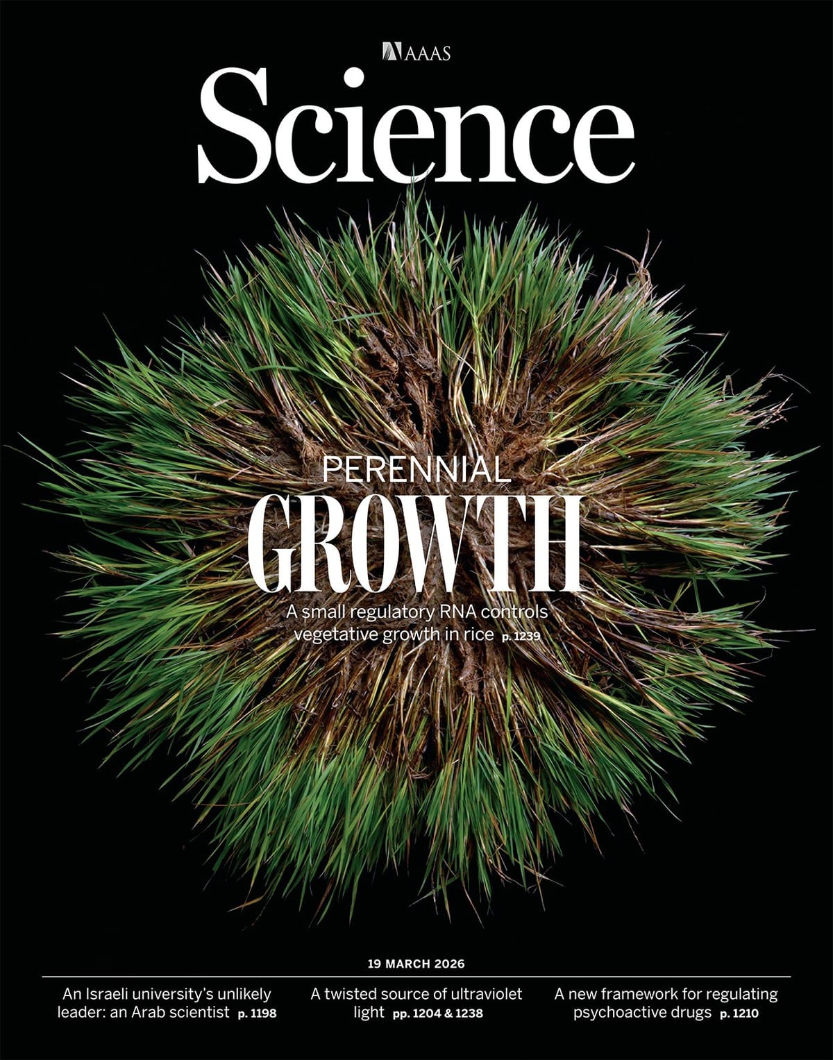 中国科学家培育出长寿水稻，揭开水稻“返老还童”的基因奥秘