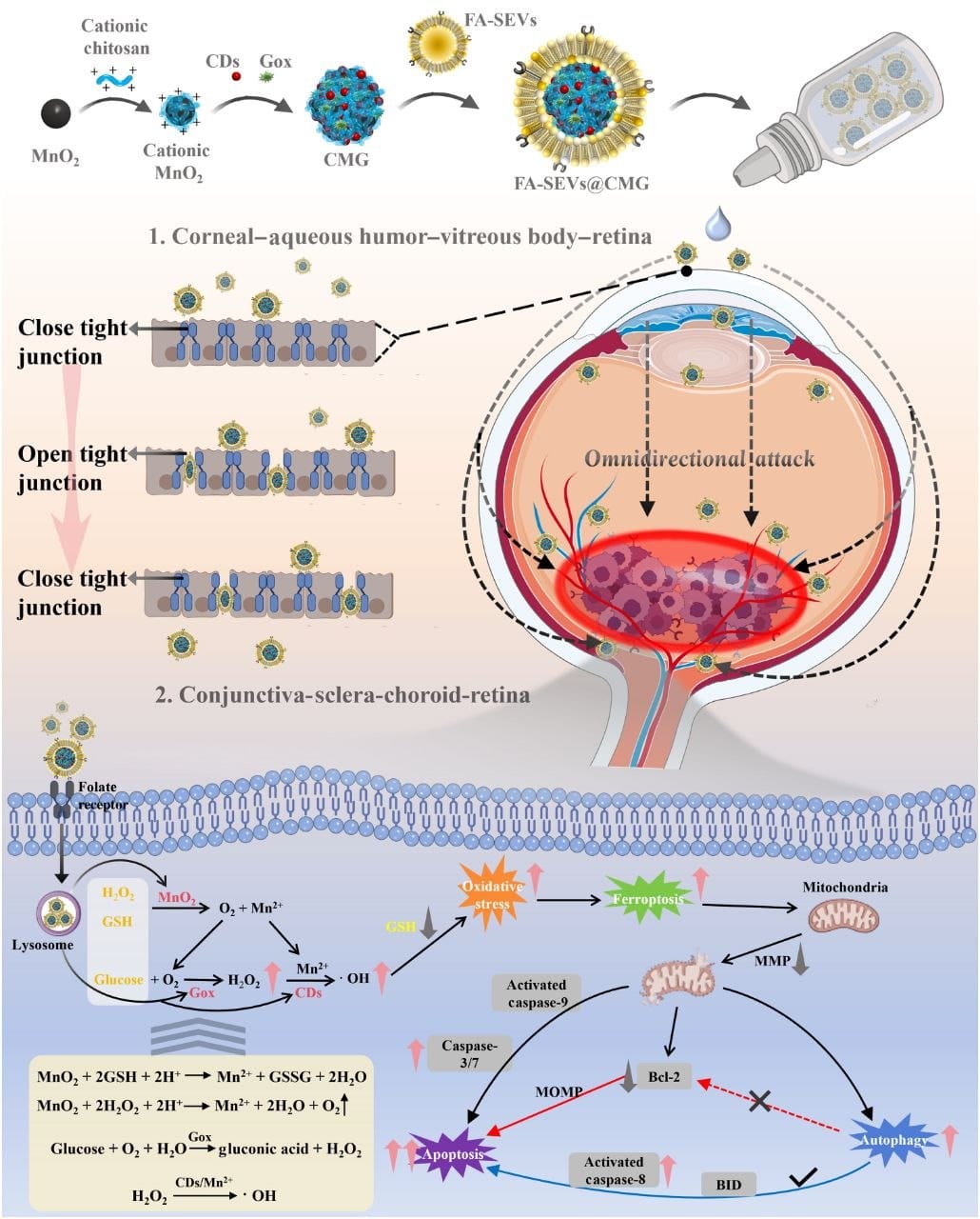 猪猪精液“变身”抗肿瘤药物，外泌体研究再下一城